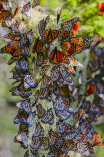 Close up of butterflies perching on plant