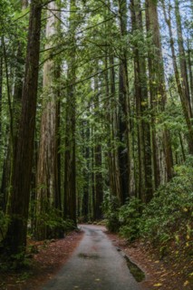 Dirt path through tall trees in forest