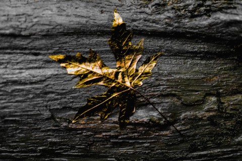 Close up of gold leaf on wet wooden log