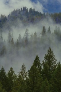 Fog over forest treetops on remote hillside