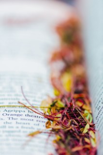 Close up of leaf debris on open book pages