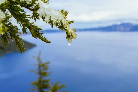 Close up of melting snow on tree branch over Crater Lake