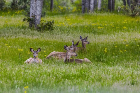 Deer laying in tall grass in rural field