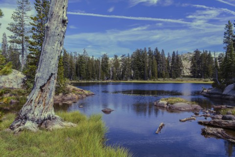 Forest over remote lake