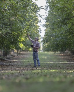 Caucasian man holding digital tablet checking walnuts in orchard