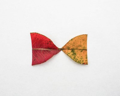 Red and yellow halves of autumn leaves