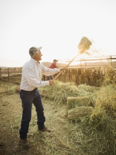 Caucasian farmers forking hay