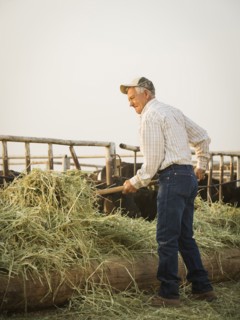 Caucasian farmer forking hay