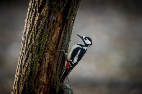 Woodpecker on tree