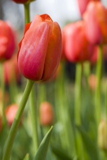 Close up of orange tulips