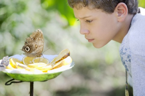 Hispanic boy admiring butterfly on lemon slices