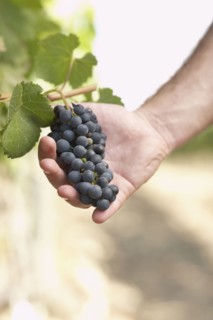Hispanic man holding bunch of red grapes in vineyard