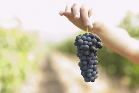Hispanic woman holding bunch of red grapes