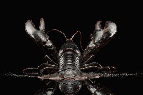 Close up of black lobster
