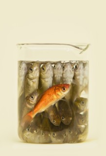 Goldfish in beaker with grey fish