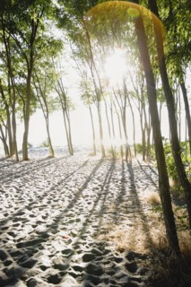 Sun shining through trees on beach