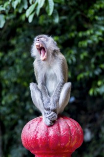 Monkey yawning on banister outdoors