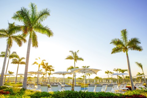 Palm trees by pool at tropical resort
