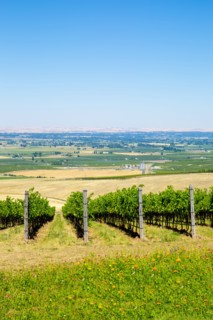 Vineyard on hillside overlooking rural landscape
