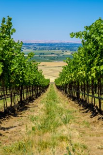 Vineyard on hillside overlooking rural landscape