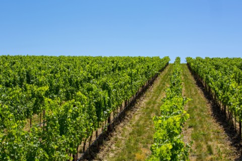 Vineyard on hillside under blue sky