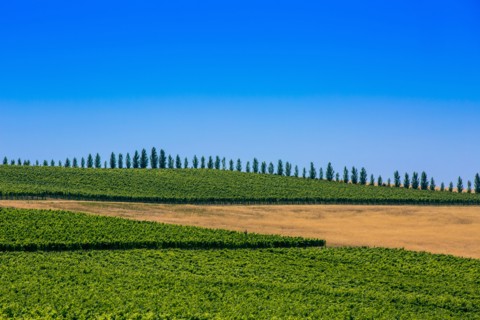 Trees and crop fields in rural landscape
