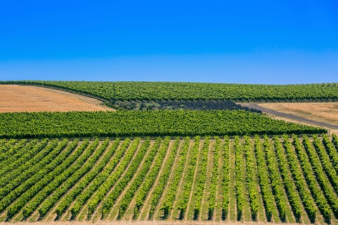 Crop fields in rural landscape
