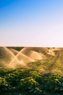 Illuminated sprinklers watering crop field