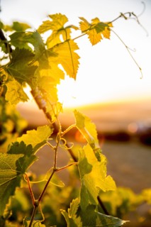 Close up of leaves on vine in vineyard