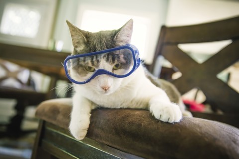 Cat wearing goggles on dining room chair