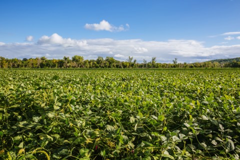 Crops growing in rural field under blue sky