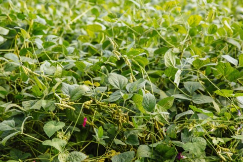 Close up of plants growing in field