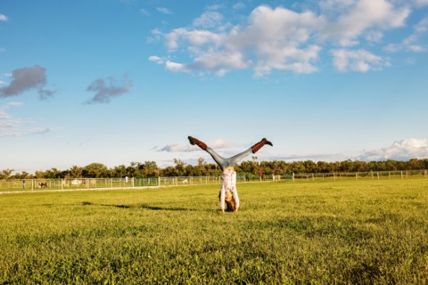 Caucasian girl doing headstand in field on ranch