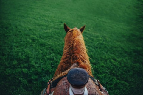 High angle view of horse with saddle walking on farm