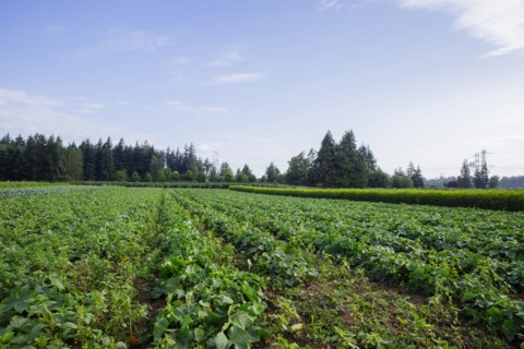 Crops growing in farm field under blue sky