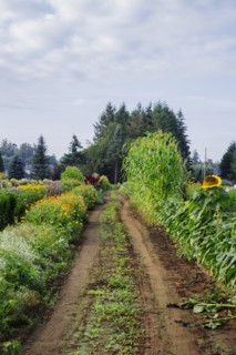 Dirt path through rural farm fields