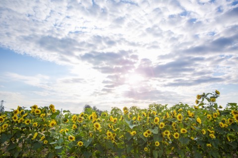 Sunflowers growing in field under clouds