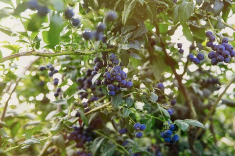 Close up of blueberries growing
