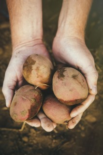 Close up of hands holding harvested potatoes