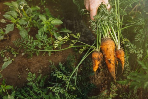 Close up of hand holding bunch of harvested carrots