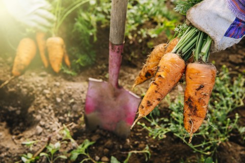 Close up of shovel and harvested carrots in garden
