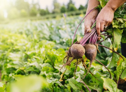 Close up of hands harvesting beets in farm field