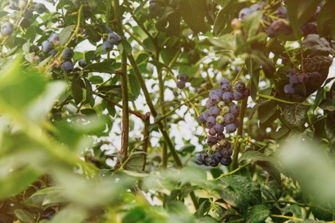 Close up of blueberries growing