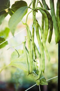 Close up of green beans growing on vine