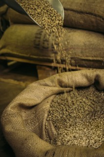 Shovel pouring raw coffee beans into sack