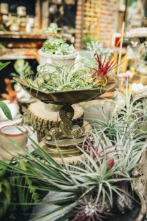 Close up of plants for sale in nursery