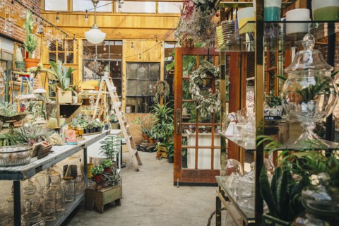 Plants and planters for sale in nursery