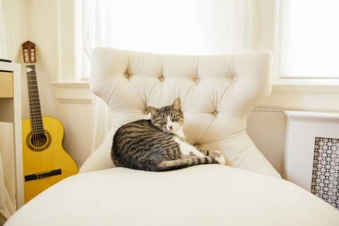 Cat sleeping on chair in living room
