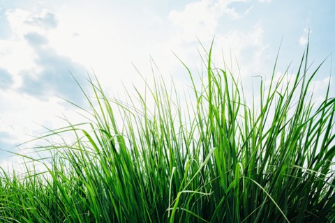 Close up of grass under blue sky
