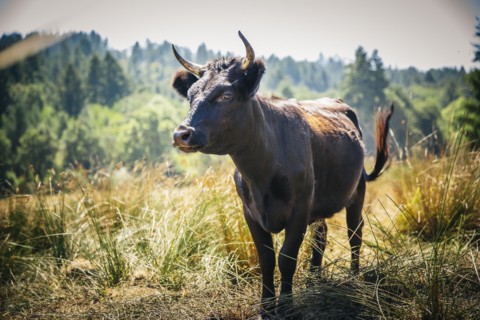 Bull walking in rural field